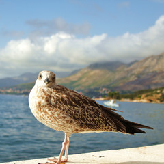 Riesenmöwe an der Küste