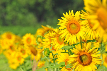 Sunflower garden