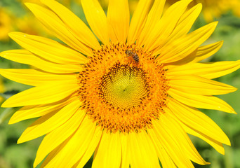 Fototapeta premium Close-up sunflower with bee