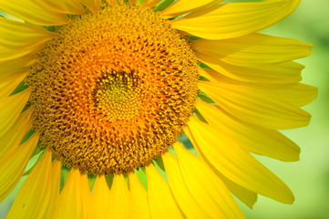 Naklejka premium Close-up sunflower