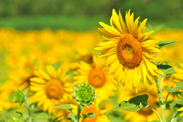 Sunflower garden