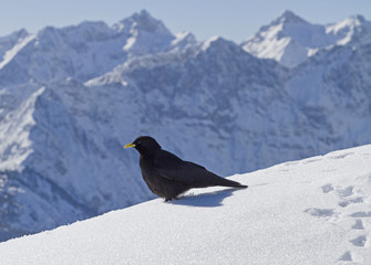 Bergdohle im Winter