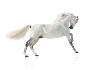 Obraz na płótnie Canvas szary akhal-teke koń izolowane