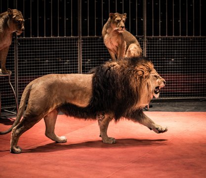 Gorgeous roaring lion walking on circus arena and lioness sittin