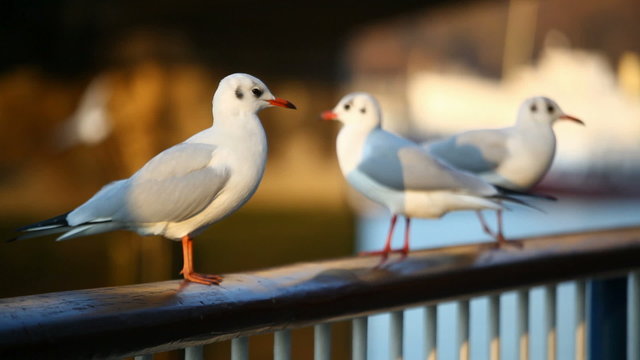 seagull  perching