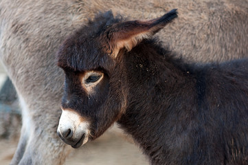 Foal, baby donkey © Bits and Splits