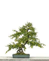 bonsai tree