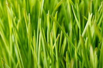 Fototapeta na wymiar Green wheat field
