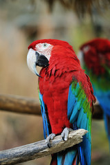 アカコンゴウインコ