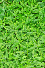 Fern leaves