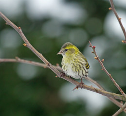 European Siskin in Hawthorn