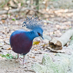 Victoria Crowned Pigeon in a park
