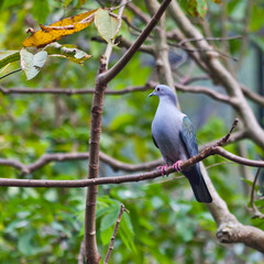 Pigeon on a tree