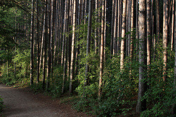 Woods Trail