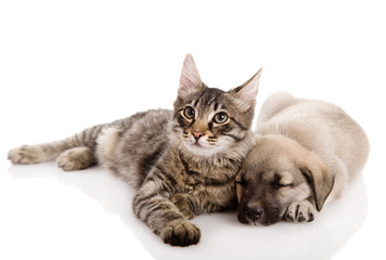 Puppy and Kitten. isolated on white
