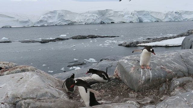 penguin mother incubation at antarctica