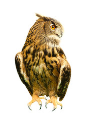 Owl isolated on white.