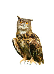 Owl isolated on white
