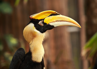 Yellow Billed Hornbill