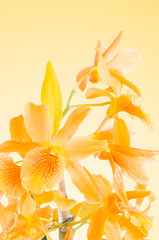 Beautiful orange dendrobium flowers