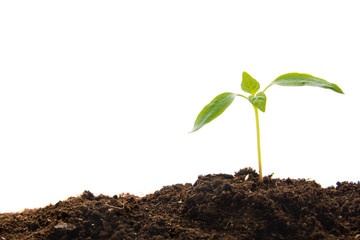Young plant