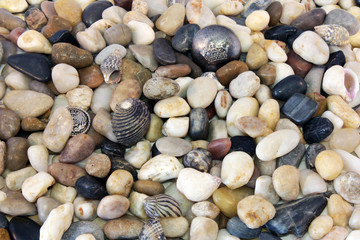 Sea Pebble
