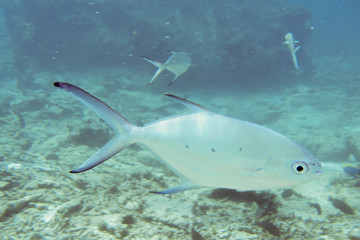 Poissons dans l'océan des Seychelles