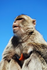 Barbary ape, Gibraltar © Arena Photo UK