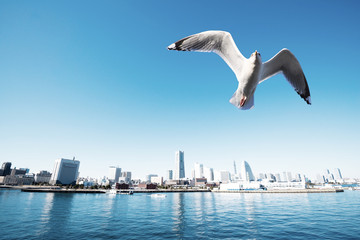 横浜みなとみらいとカモメ