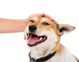 female hand patting dog head. isolated on white