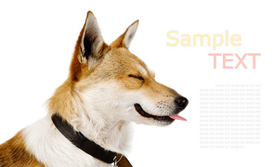 Happy Dog Portrait. isolated on white