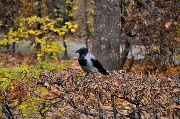 Hooded crow on hedge in Fall season