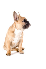 Französische Bulldogge vor weiß