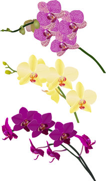 three color isolated orchid branches