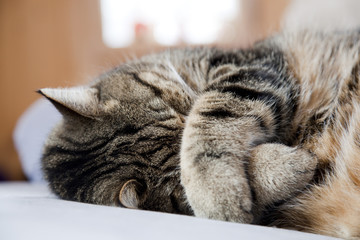 Katze am Schlafen