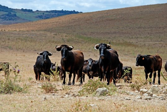 Bulls in field, Medina Sidonia, Andalusia © Arena Photo UK