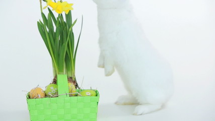 Easter bunny sniffing basket of eggs and daffodils