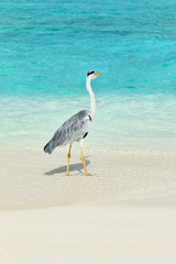 Heron at the beach