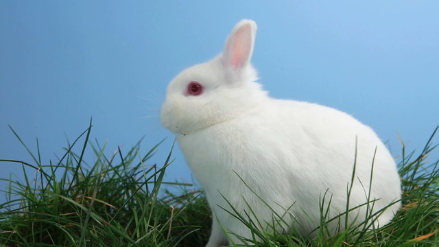 White bunny rabbit sniffing around the grass