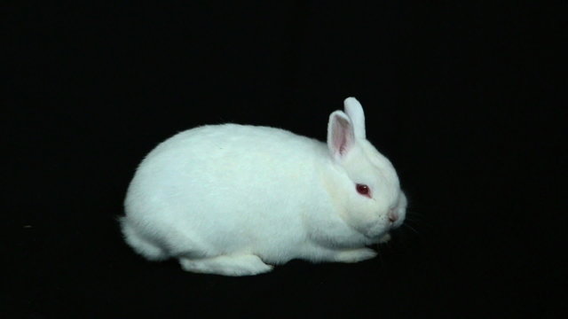 Fluffy white rabbit