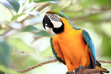 Beautiful Blue and Yellow Macaw