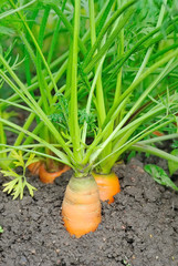 Obraz premium Carrots