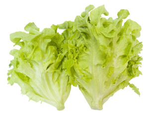 Fresh oak Leaf Lettuce