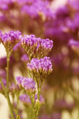 spring flowers, floral background closeup