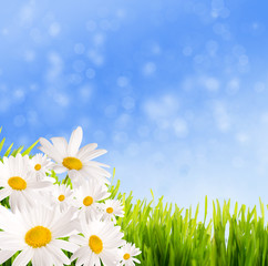 spring summer background