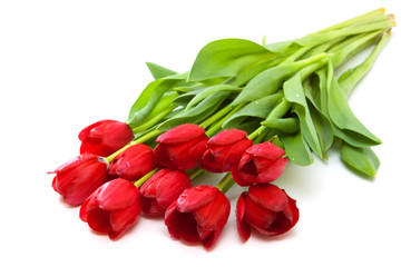 Red tulips bouquet.