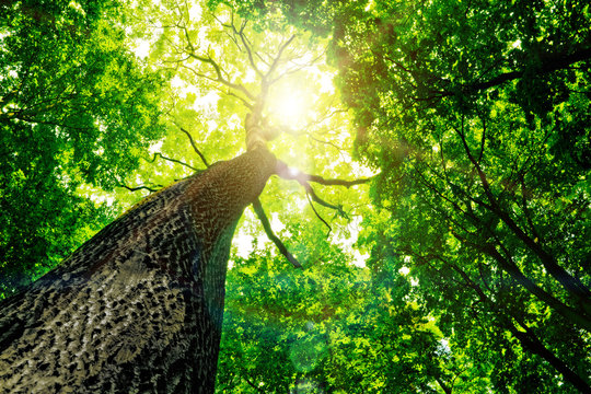 Fototapeta forest