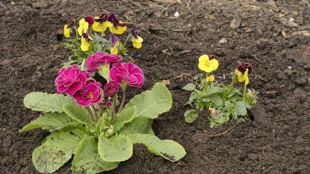Fr&uuml;hlingsblumen