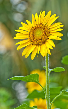 Beautiful sunflowers on the field