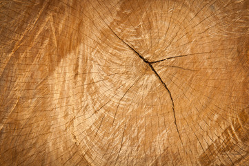 abstract background  of tree stump